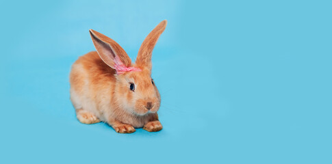 A fluffy red rabbit sits on a blue background. The concept of a holiday - Easter, Christ's Resurrection, Christmas, New Year. Place for text. Banner