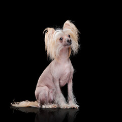 Naklejka premium Ful llength portrait of a sitting dog isolated on black