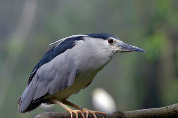 Close up of a blue heron