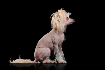 Naklejka premium Pretty sitting chinese chrested dog with a hairstyle on head