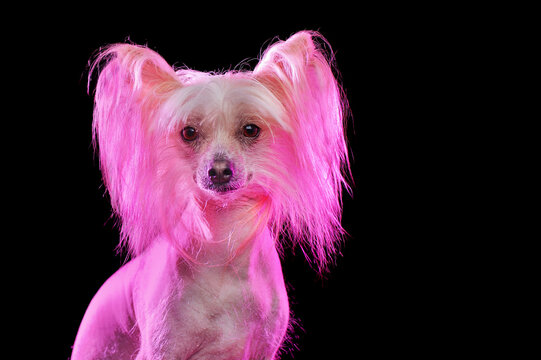 Head shot of chinese chrested dog colored with pink light