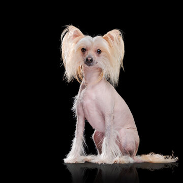 Low key posrtrait of sitting chinese chrested breed dog
