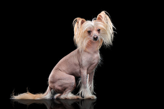 Pretty chinese chrested dog against black background