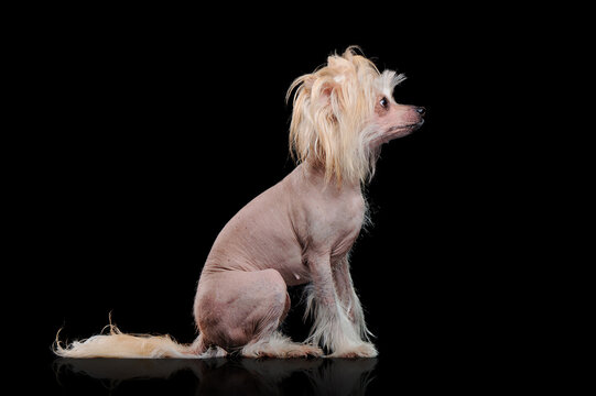 Pretty sitting chinese chrested dog with a hairstyle on head
