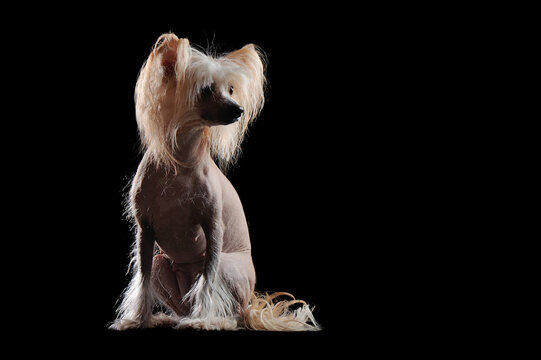 Silhouette against black background of a chinese chrested dog