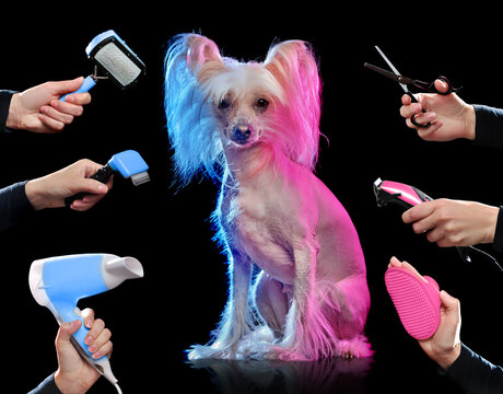 Sitting chinese chrested dog  illuminated with purple and blue lights