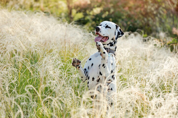 Begging dalmatian dog sitting in the high grass