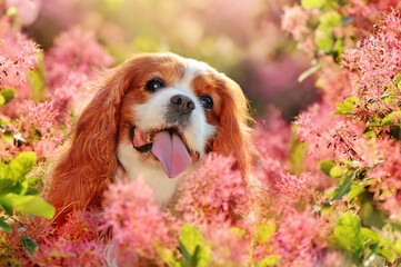 Close-up head portrait of a happy king charles spaniel in pink flowers
