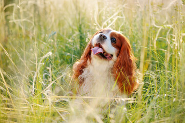 Close-up portrait of a king charles spaniel in the grass of field