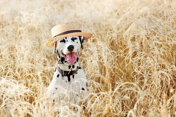 Smiling dalmatian dog sitting in the high grass wearing straw hat