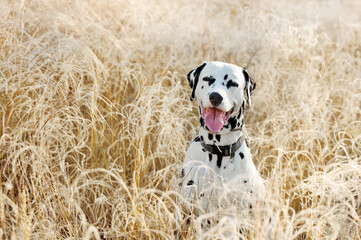 Smiling dalmatian dog sitting in the high grass