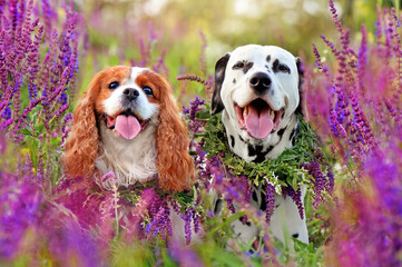 Two dogs in floral collars in the field of wild flowers