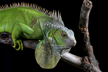 Green iguana on black background