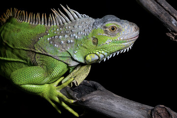 Fototapeta premium Green iguana on black background