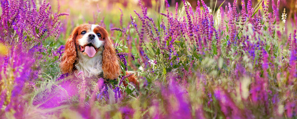Wide banner with king charles spaniel at the blooming meadow