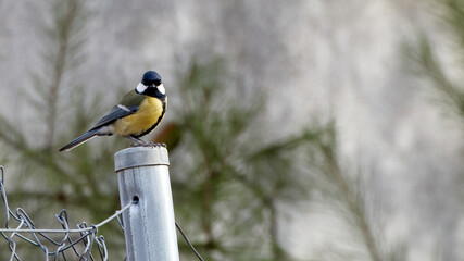 Specimen of Great Tit leaning on a wire fence