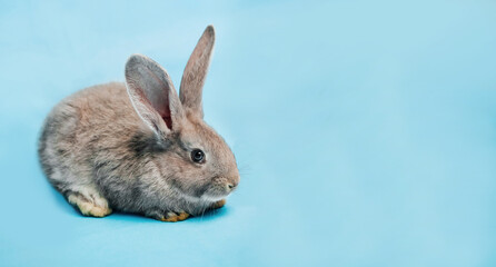 A fluffy grey rabbit sits on a blue background. The concept of a holiday - Easter, Christ's Resurrection, Christmas, New Year. Place for text. Banner