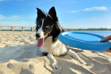 Boder collie interested in playing with flying disc