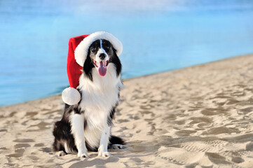 Border collie dog having Christmas vacation at the beach