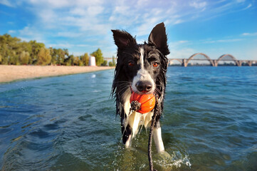 Border collie holding chewing ball in teeth