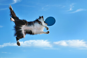 Border collie jumping for flying disc at the blue sky background