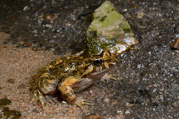 Discoglosso sardo // Discoglosse sarde // Tyrrhenian painted frog // Sardischer Scheibenzüngler (Discoglossus sardus)