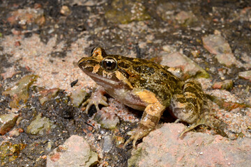 Discoglosso sardo // Discoglosse sarde // Tyrrhenian painted frog // Sardischer Scheibenzüngler...