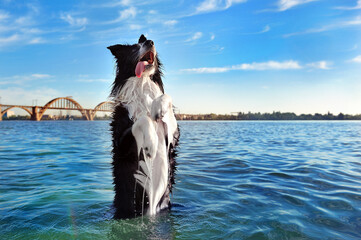 Pretty dog sitting on hind legs in the river