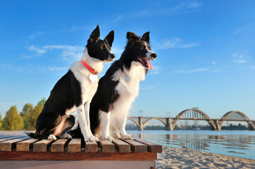 Side view full length portrait of two dogs looking to the river