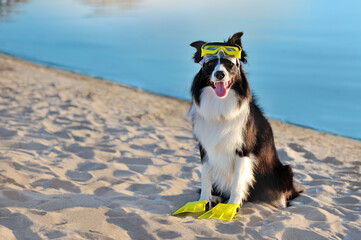 Sitting border collie at the beach wearing swimming glasses