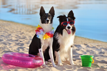 Two border collie dogs having rest at the beach