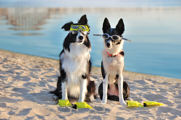 Two border collie dogs wearing swimming goggles at the beach