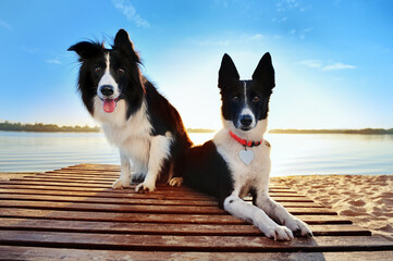 Two dogs having rest against river bank