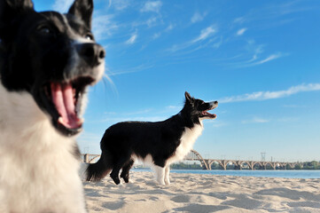 Two dogs walking at the beach