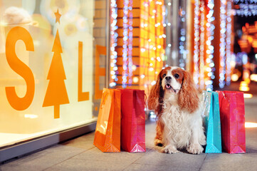 King charles spaniel at the shopping
