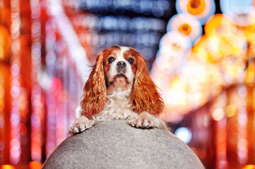 Pretty king charles spaniel against multicilored illumination background