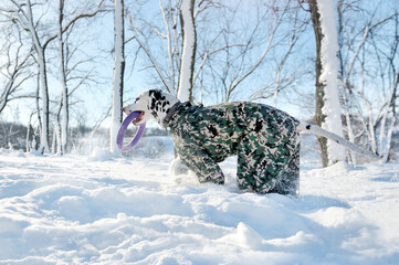 Side view picture of a dalmatian dog dressed in winter jacket