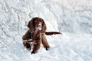 Walking english spaniel under the bush covered with snow