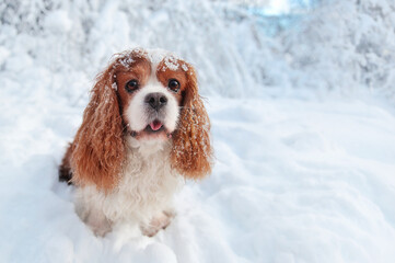 Wide angle portrait of a sitting King charles spaniel at the winter walk