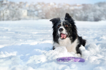 Clsoe-up portrait of a dog laying with the toy in the fresh snow