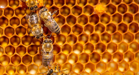 Beautiful honeycomb with bees close-up. A swarm of bees crawls through the combs collecting honey....