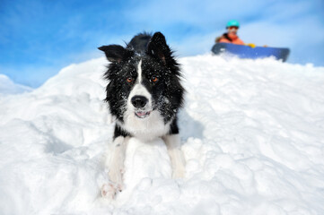 Dog at the snowy slope with the snowboarder owner