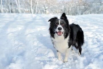Pretty border collie at the winter forest
