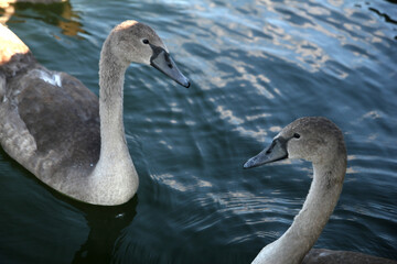 Young swans