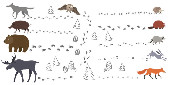A set of forest animals and their footprints - hare, fox, wild boar, wolf, bear, elk, hedgehog, beaver and raccoon. Vector hand drawn illustration.