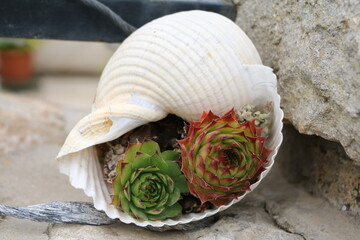 Sempervivum tectorum in a large sea shell