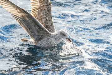 Close-up of seagull searching for food in the sea among the waves