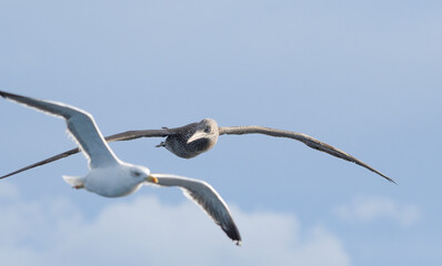 Close-up of juvenile gannet in flight