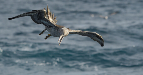 Immature gannet just before diving into the sea
