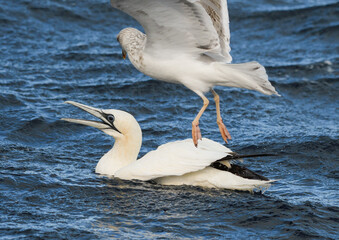 Gannet fishing in the water harassed by seagulls